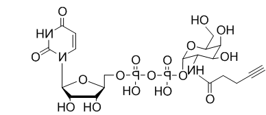 UDP-2-alkynyl-GalNAc，炔基修饰N-乙酰半乳糖胺