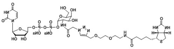 UDP-2-Biotinyl-GalNAc，生物素标记N-乙酰半乳糖胺