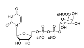 UDP-A-D-半乳糖醛酸三钠盐，Uridine 5'-diphospho-galuronic acid trisodium，UDP-GalA