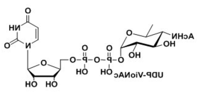 UDP-VioNAc，UDP-ManNAcA，Uridine 5′-diphospho-N-acetyl-D-mannosaminuronic acid Disodium Saltÿ