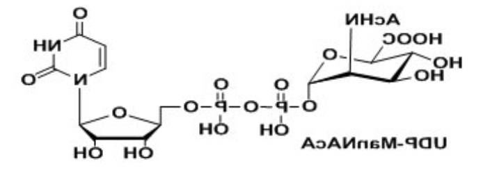 UDP-VioNAc，UDP-ManNAcA，Uridine 5′-diphospho-N-acetyl-D-mannosaminuronic acid Disodium Saltÿ