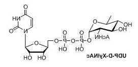 UDP-糖，UDP-D-XylNAc，UDP-4n-D-FucNAc，UDP-diBAcNAc