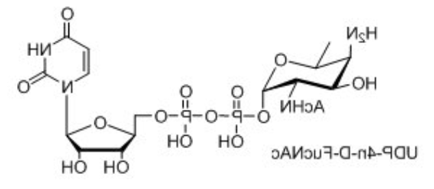 UDP-糖，UDP-D-XylNAc，UDP-4n-D-FucNAc，UDP-diBAcNAc