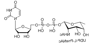 UDP-L-AltNAc，UDP-L-PneNAc，UDP-L-RhaNAc