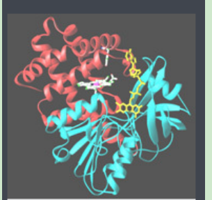 Ad-PEG-Catalase