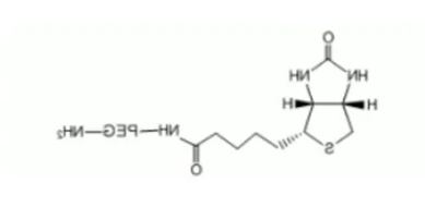 Biotin-PEG-NH2