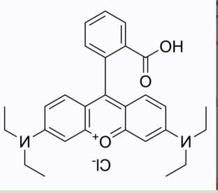 姜黄素-聚乙二醇-罗丹明B 