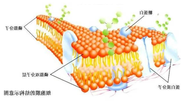 Soy PC (40%)|L-α-Phosphatidylcholine (Soy-40%)