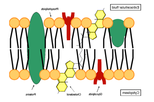 DSPC-PEG-PLGA 