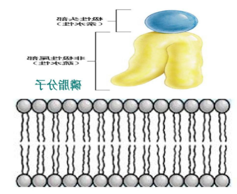 DSPC-PEG-Angiopep