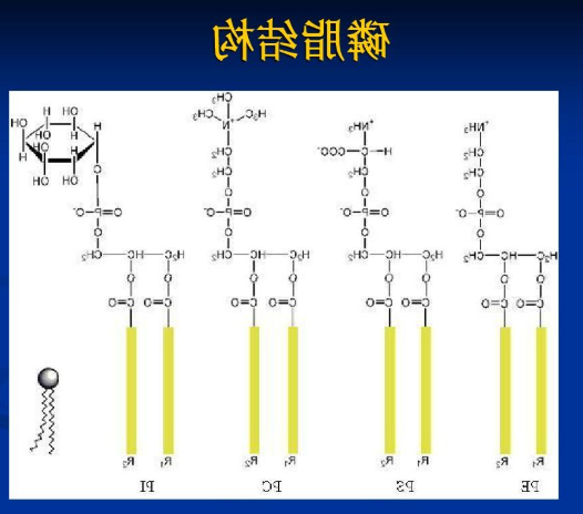 二硬脂酰基磷脂酰胆碱-酮缩硫醇键-CY5.5