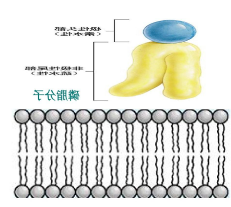 DPPC-PEG-N3 DPPC-PEG-N3