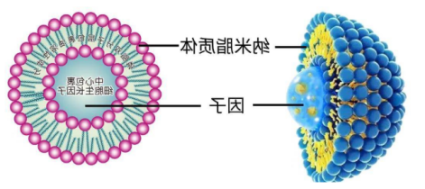 DSPC脂质体表面修饰荧光FITC