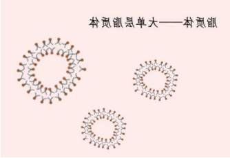 雷帕霉素脂质体Rapamycin 