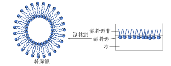 脂质体表面修饰/DTPA/FITC/PEG 脂质体表面修饰/DTPA/FITC/PEG
