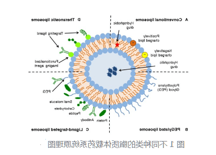 DOPC+胆固醇脂质体