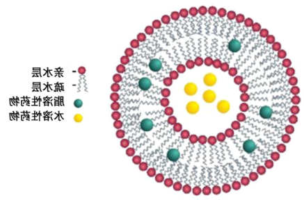 CY7标记PEG化阳离子脂质体