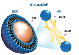 LNP脂质体包载mRNA