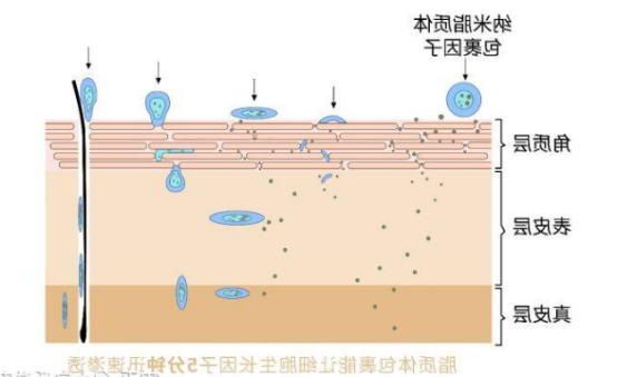 脂质体包载DNA 脂质体包载DNA