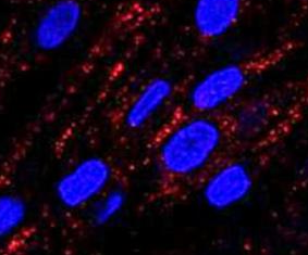 Sulfo-Cyanine5 NHS ester/ Sulfo Cy5 NHS ester荧光染料cas146368-14-1