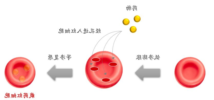 红细胞膜上结合血红蛋白负载药物