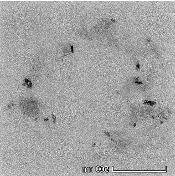 羧基化二硫化钼 MoS2-COOH
