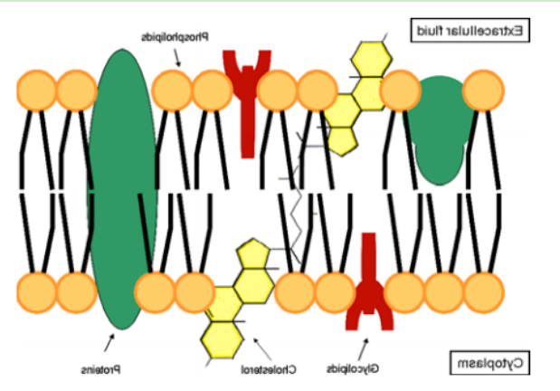 DMPE-PEG-Aal 