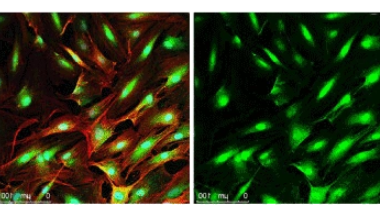 CY3-PEG-cholesterol CY3-PEG-cholesterol