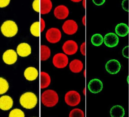 荧光标记二氧化硅磁性微球：红色 橙色 绿色