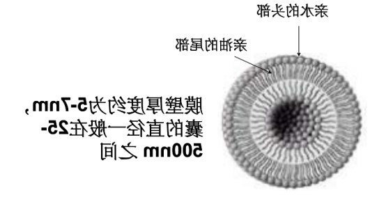 盐霉素脂质体 盐霉素脂质体