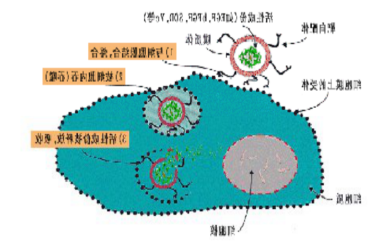 褪黑素脂质体 褪黑素脂质体