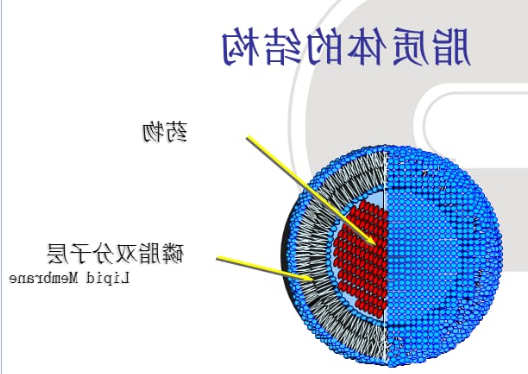 NGR修饰的靶向脂质体