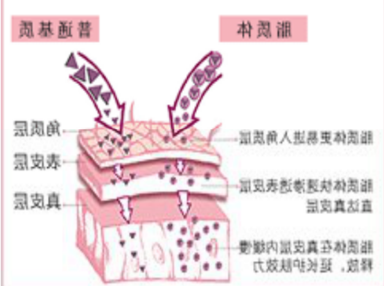 载mRNA阳离子脂质体 载mRNA阳离子脂质体