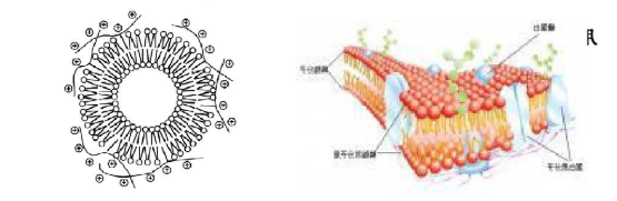 载质粒DNA阳离子脂质体 载质粒DNA阳离子脂质体