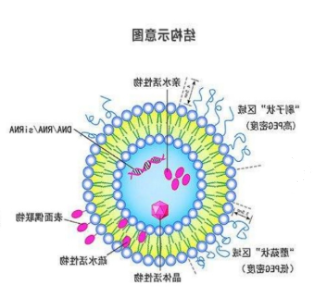 DMPC Liposomes