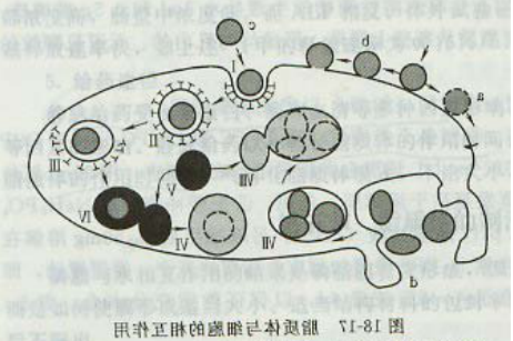 HSPC Liposomes 