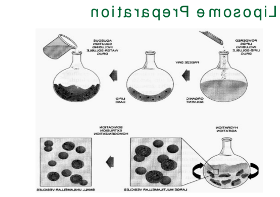 DOPS:DOPC (2:98) Liposomes 