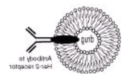 DOPS:DOPC (1:99) Liposomes 