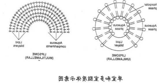 DOPG Liposomes 