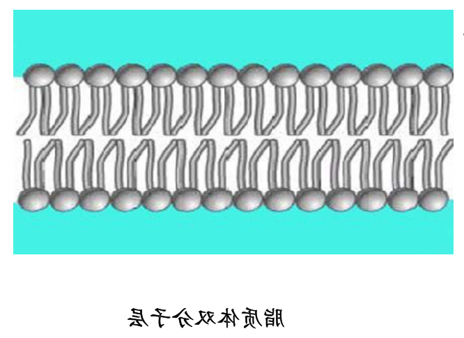 DOPG:DOPC (70:30) Liposomes