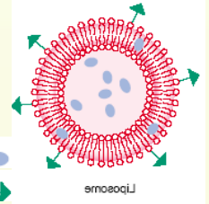 DOPG:DOPC (60:40) Liposomes