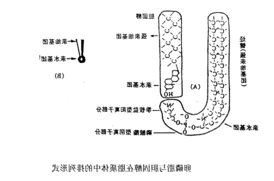 DOPG:DOPC (30:70) Liposomes 