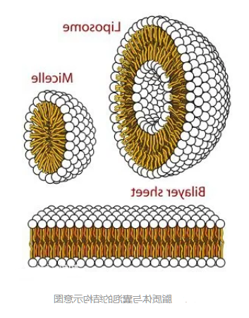 DOPG:DOPC (10:90) Liposomes