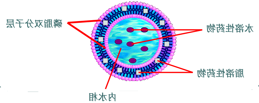 DOTAP:DOPC (2:98) Liposomes DOTAP:DOPC (2:98) Liposomes