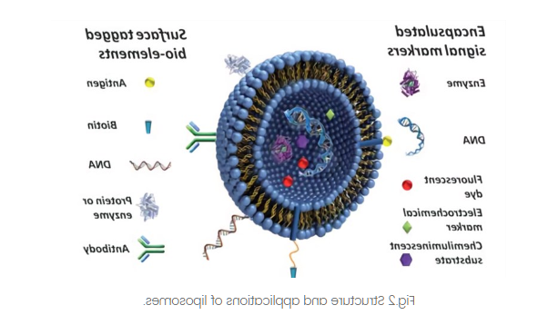 PC:Cardiolipin (70:30) Liposomes