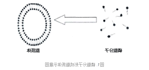 PC:Cardiolipin (30:70) Liposomes