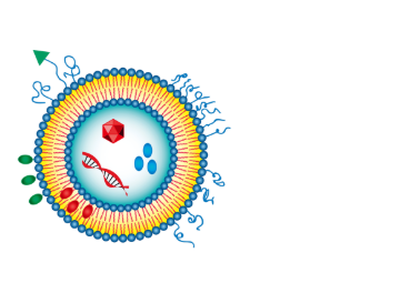 PC:Cardiolipin (10:90) Liposomes PC:Cardiolipin (10:90) Liposomes