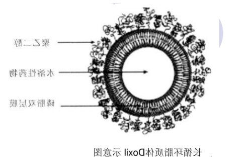 Liver PC:Chol (70:30) Liposomes