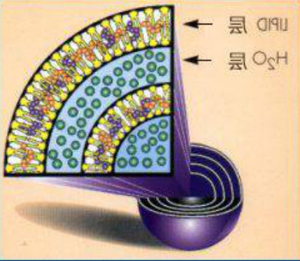 17:0 PC Liposomes 17:0 PC Liposomes