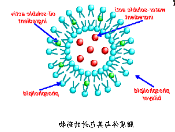 硫酸长春新碱脂质体